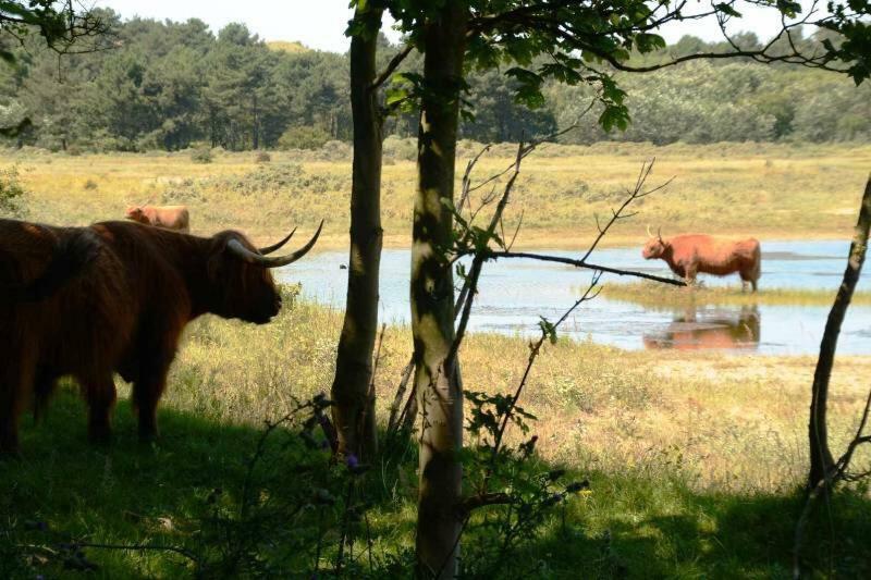 Apartamento La Tulipe Egmond aan den Hoef Exterior foto